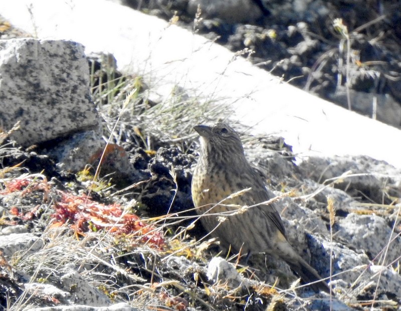 Red-fronted Rosefinch - ML642324274