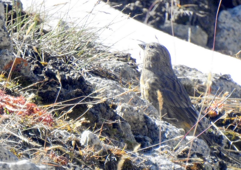 Red-fronted Rosefinch - ML642324275