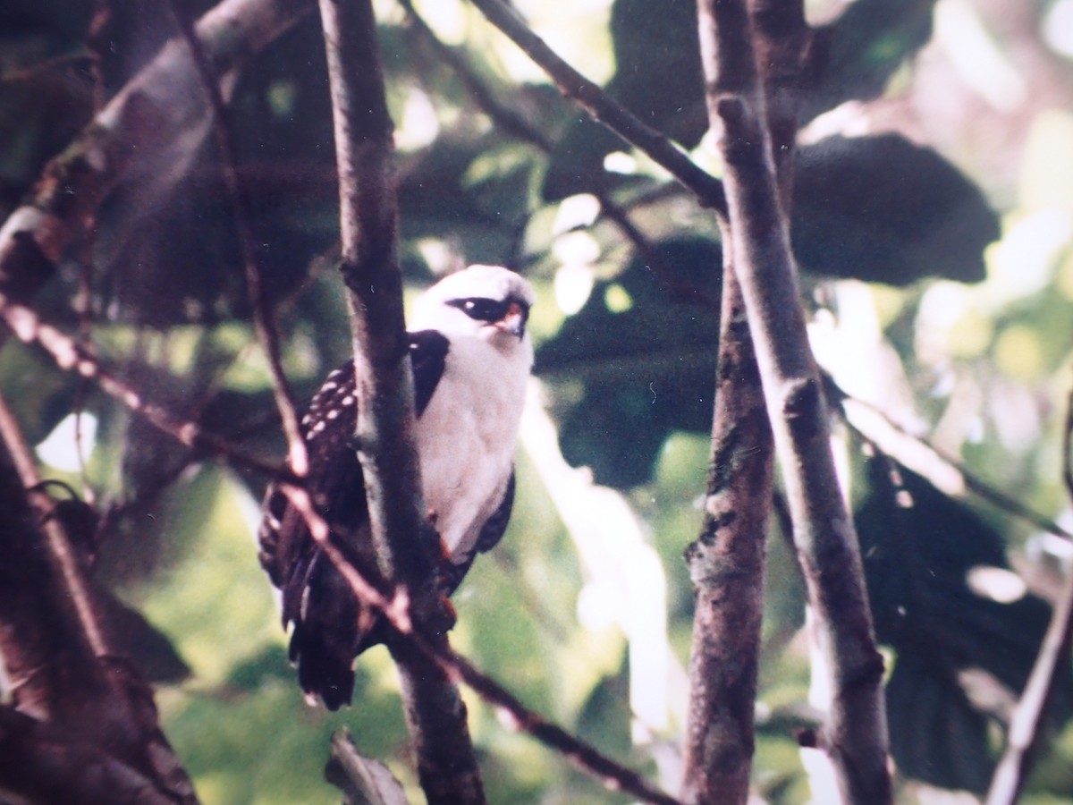 Black-faced Hawk - ML642324278