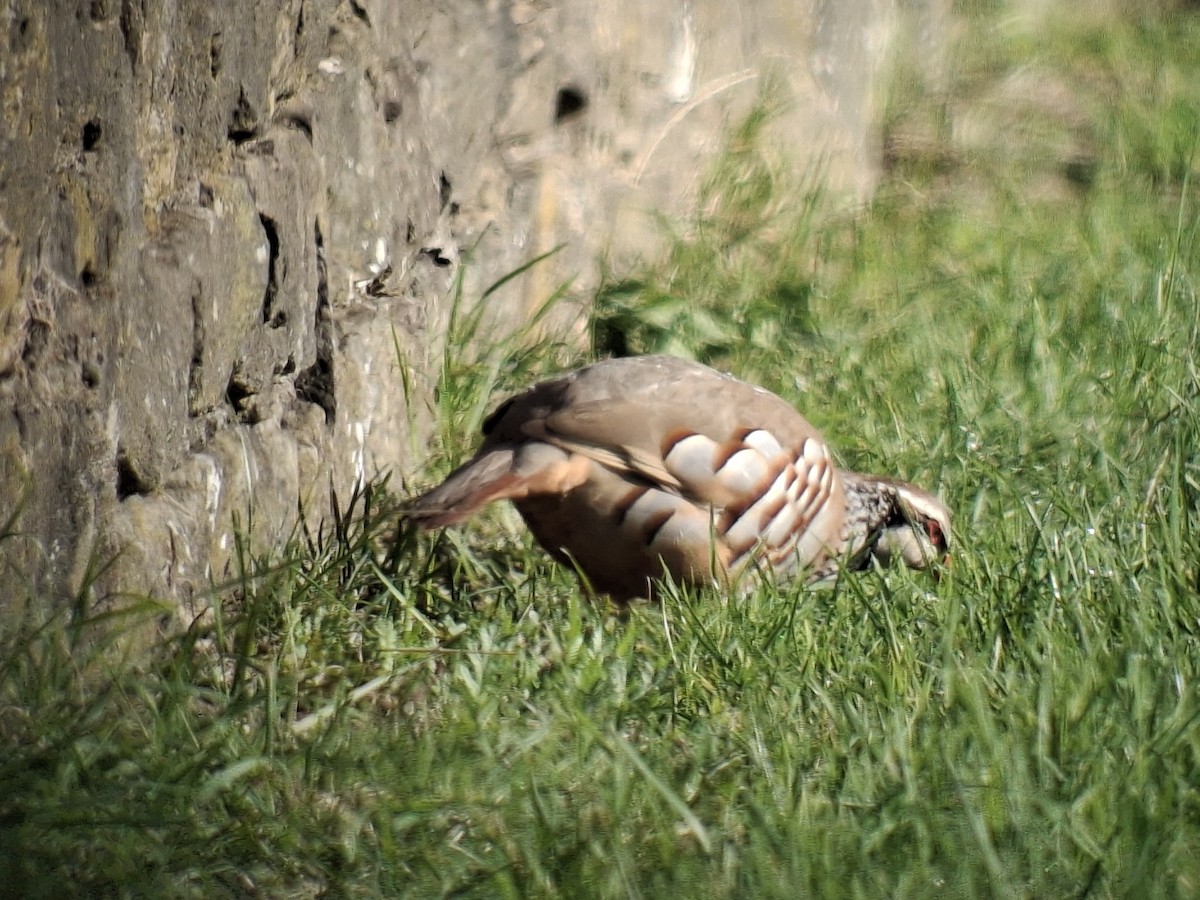 Red-legged Partridge - ML642324281