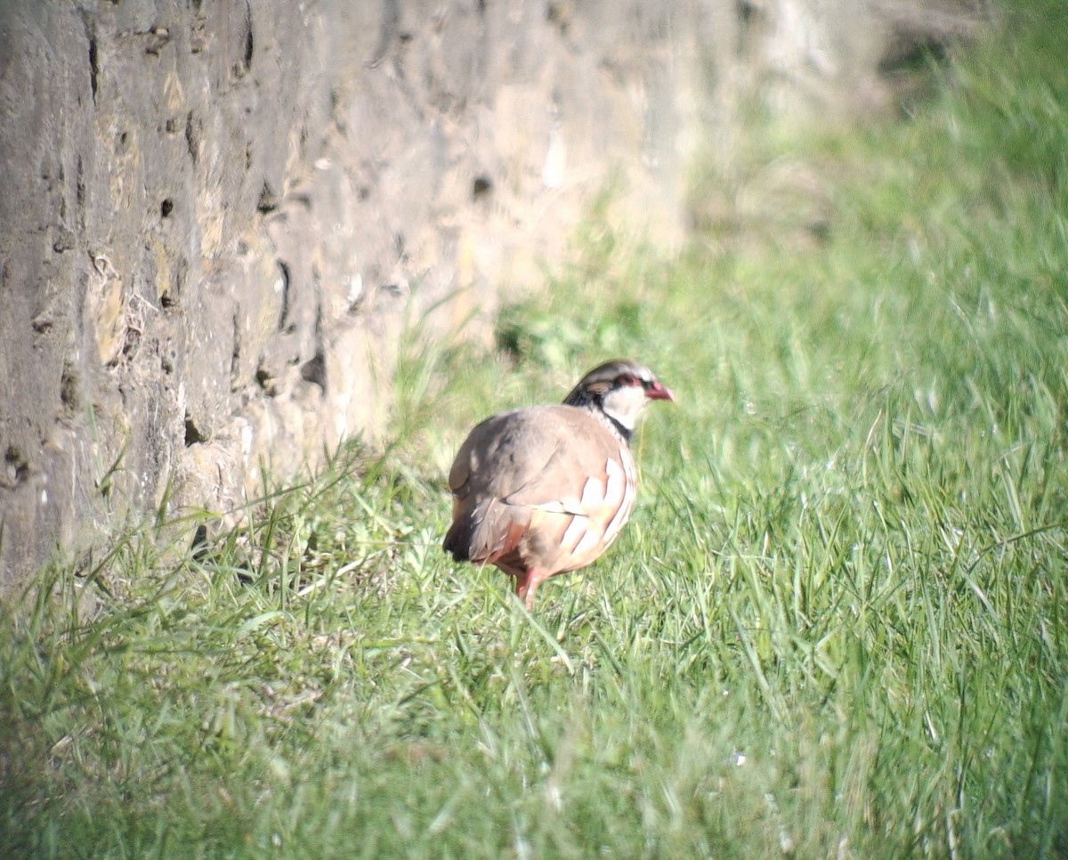 Red-legged Partridge - ML642324288
