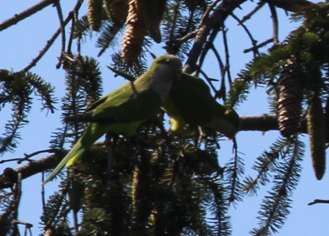 Monk Parakeet - ML642324292
