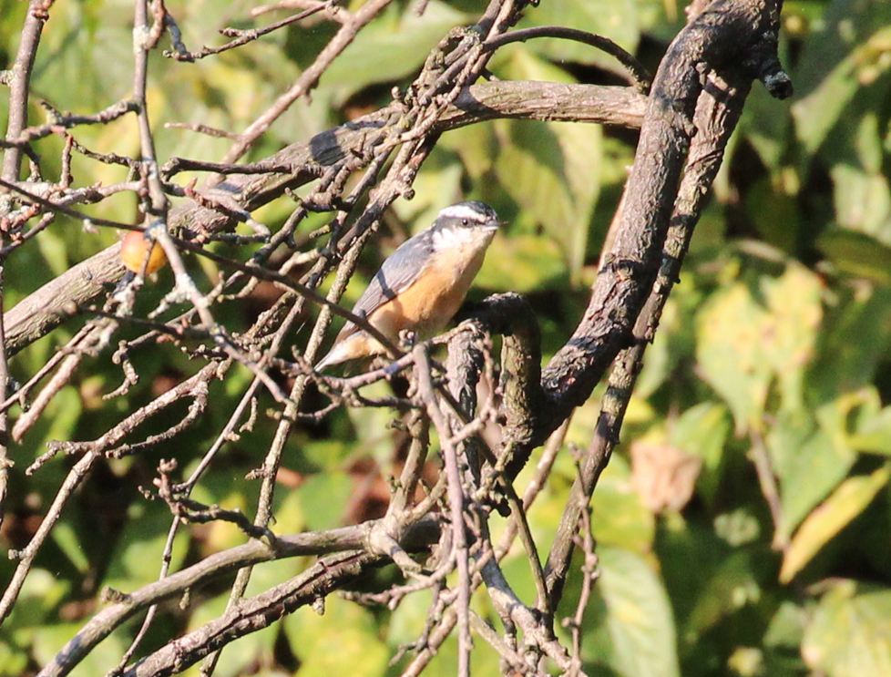Red-breasted Nuthatch - ML642324295