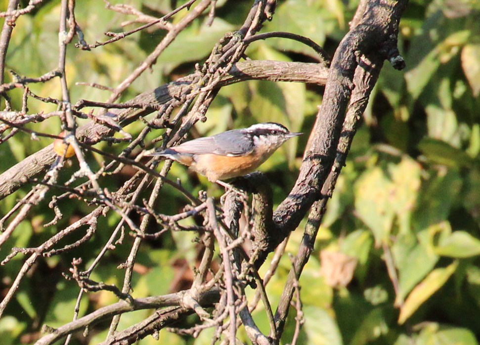 Red-breasted Nuthatch - ML642324296