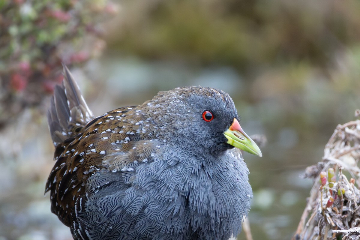 Australian Crake - ML642324319