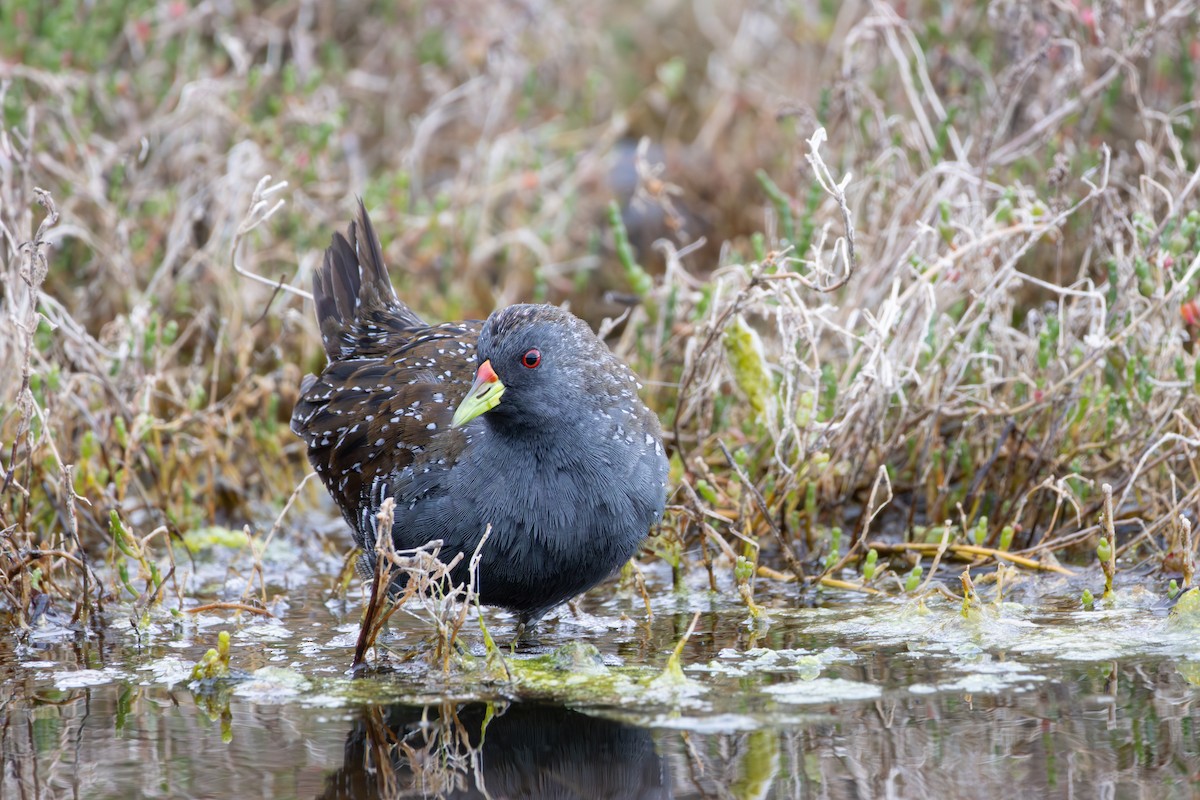 Australian Crake - ML642324323