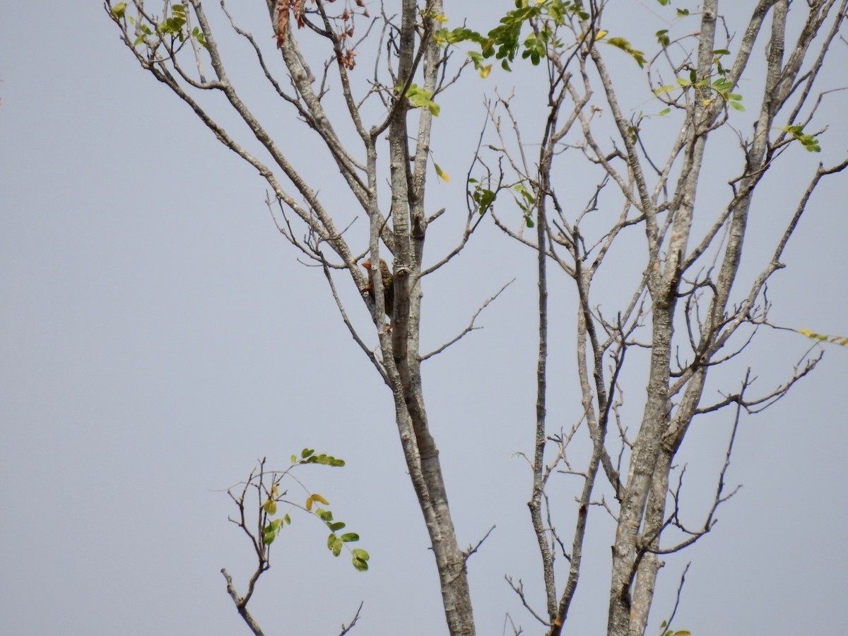 Lineated Barbet - ML642324324