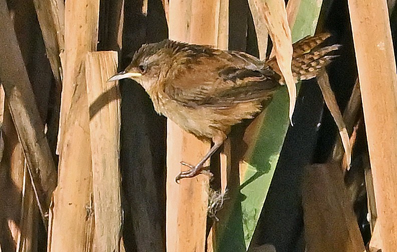Marsh Wren - ML642324326