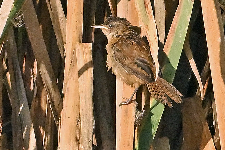 Marsh Wren - ML642324327