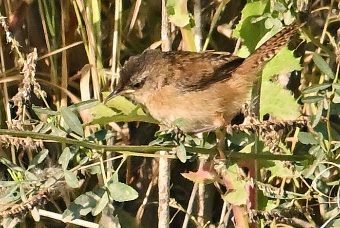 Marsh Wren - ML642324348