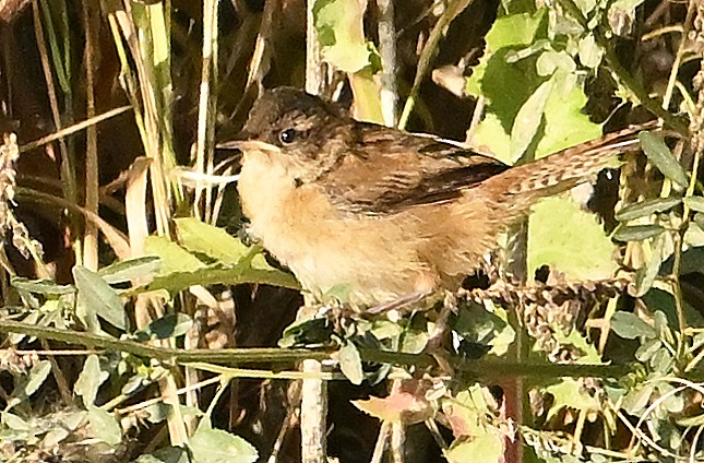 Marsh Wren - ML642324351