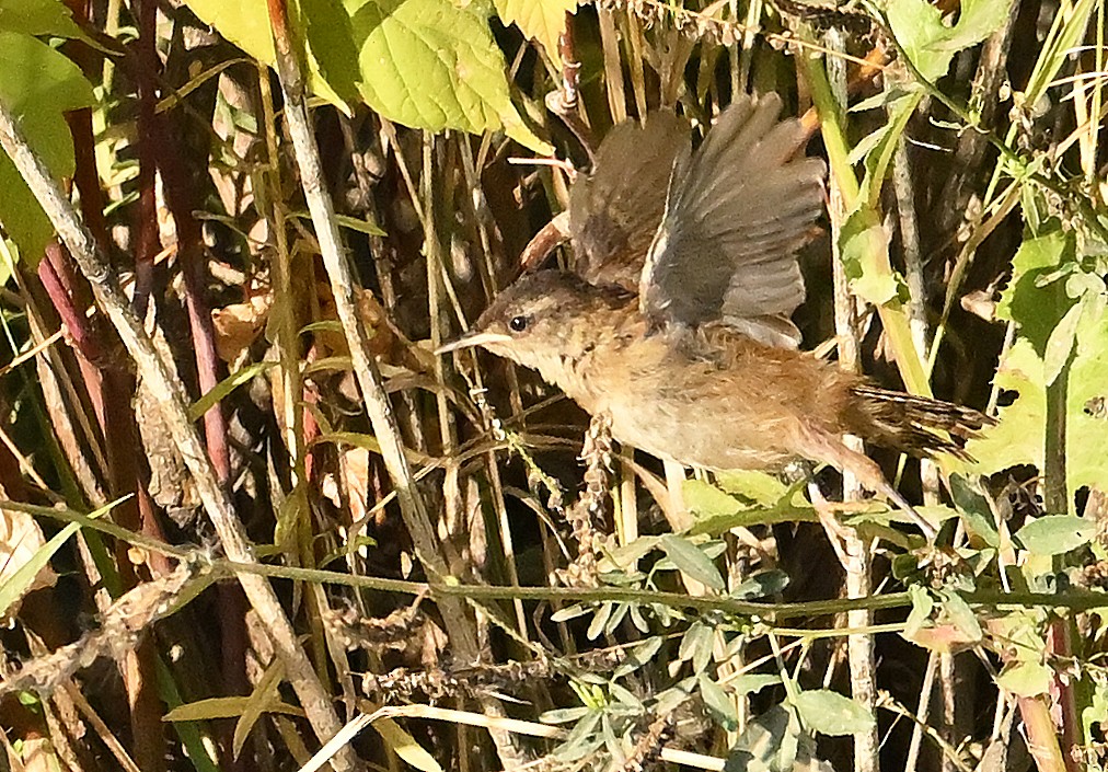 Marsh Wren - ML642324353