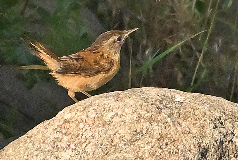 Marsh Wren - ML642324357