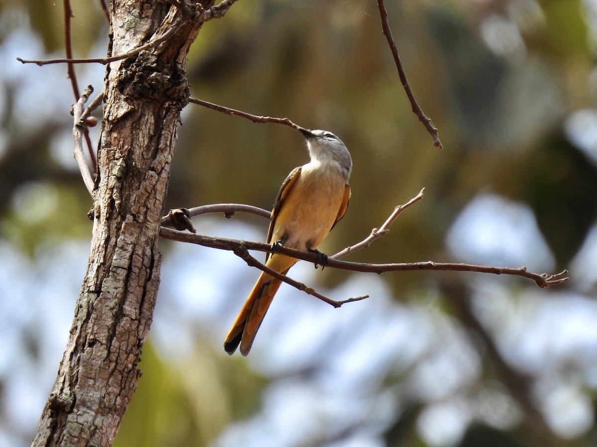 粉紅山椒鳥 - ML642324358