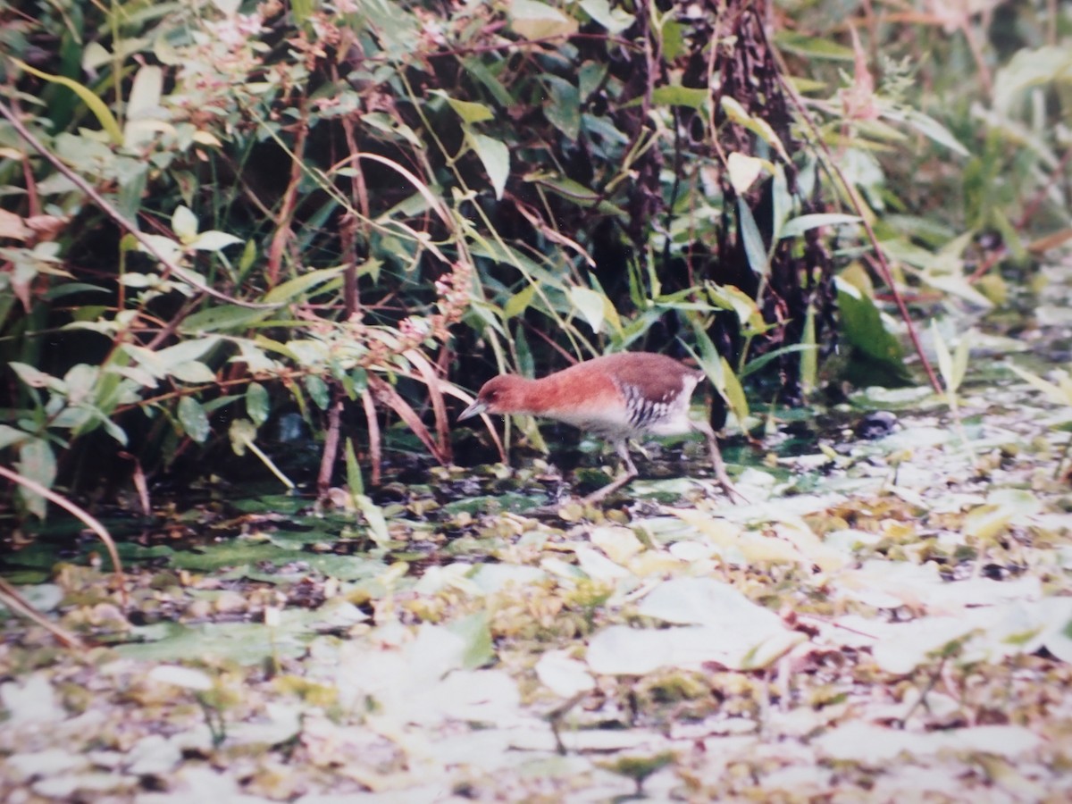 White-throated Crake - ML642324360