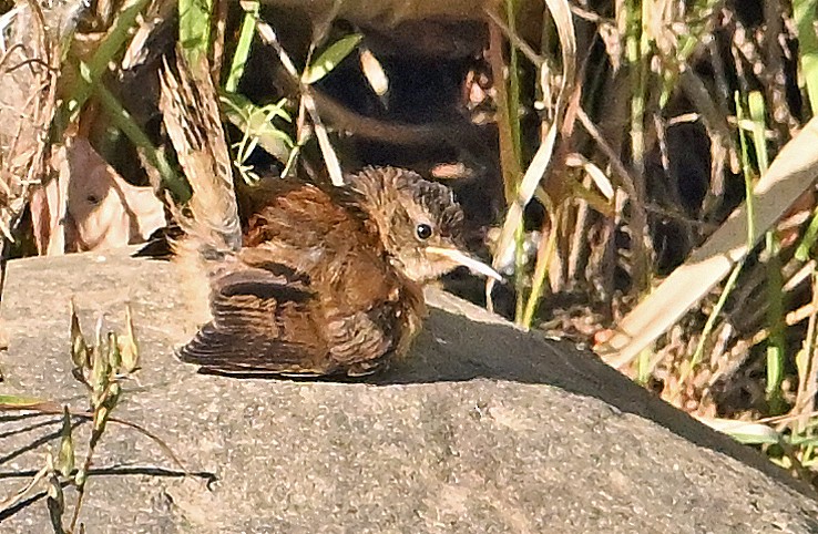 Marsh Wren - ML642324365