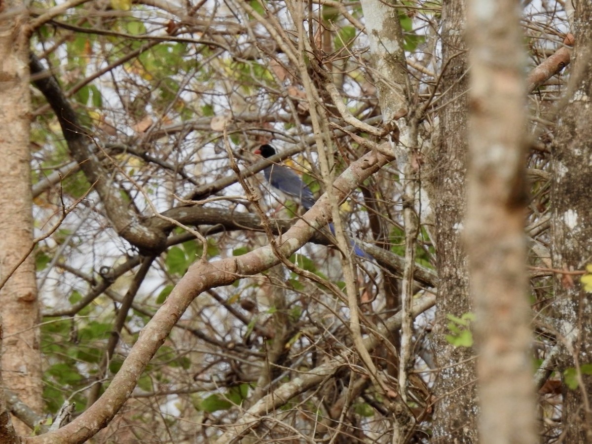 Red-billed Blue-Magpie - ML642324379