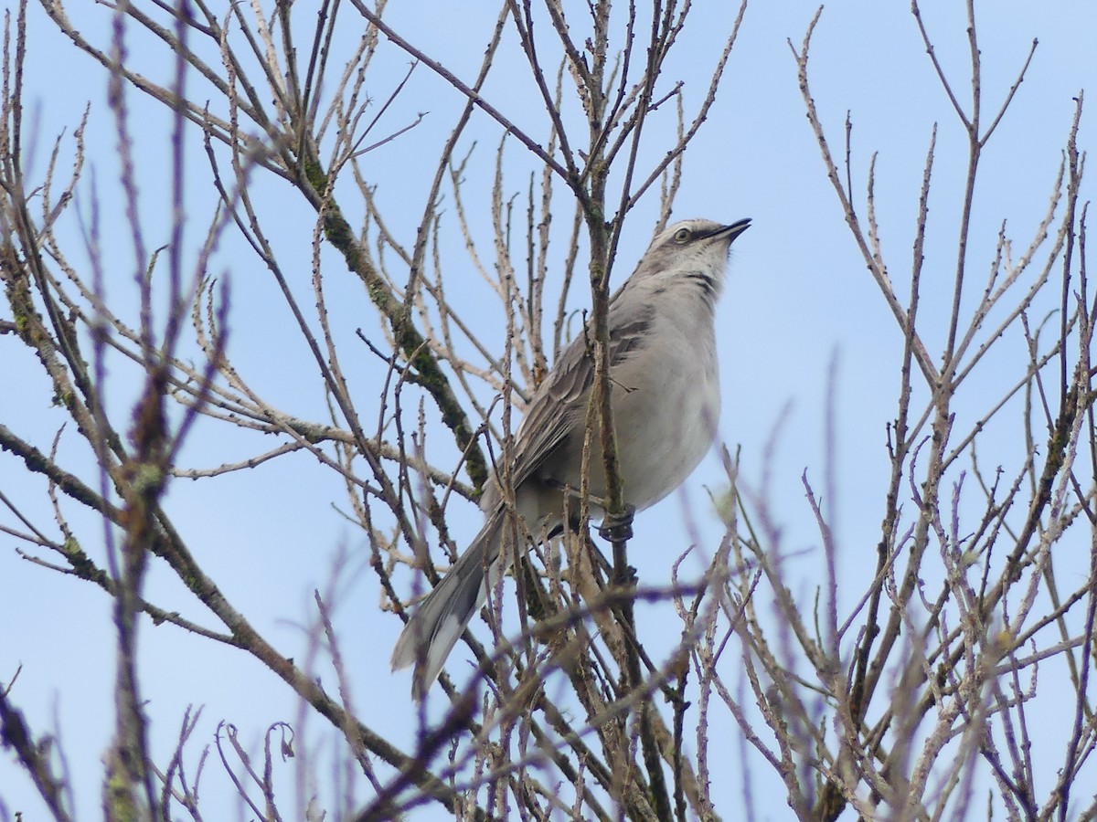 Tropical Mockingbird - ML642324382