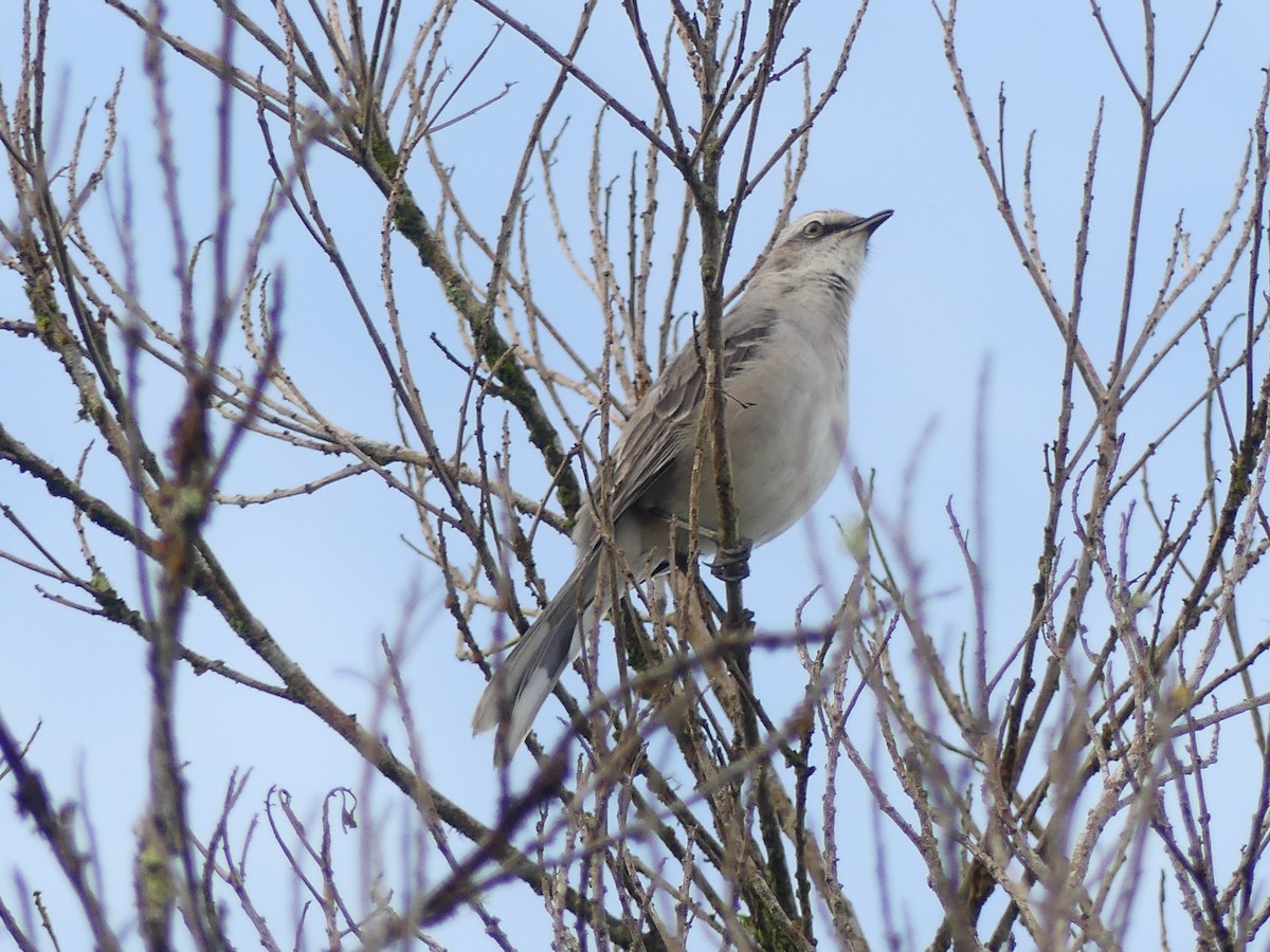 Tropical Mockingbird - ML642324390
