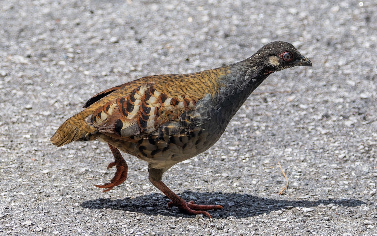 Malayan Partridge - ML642324391