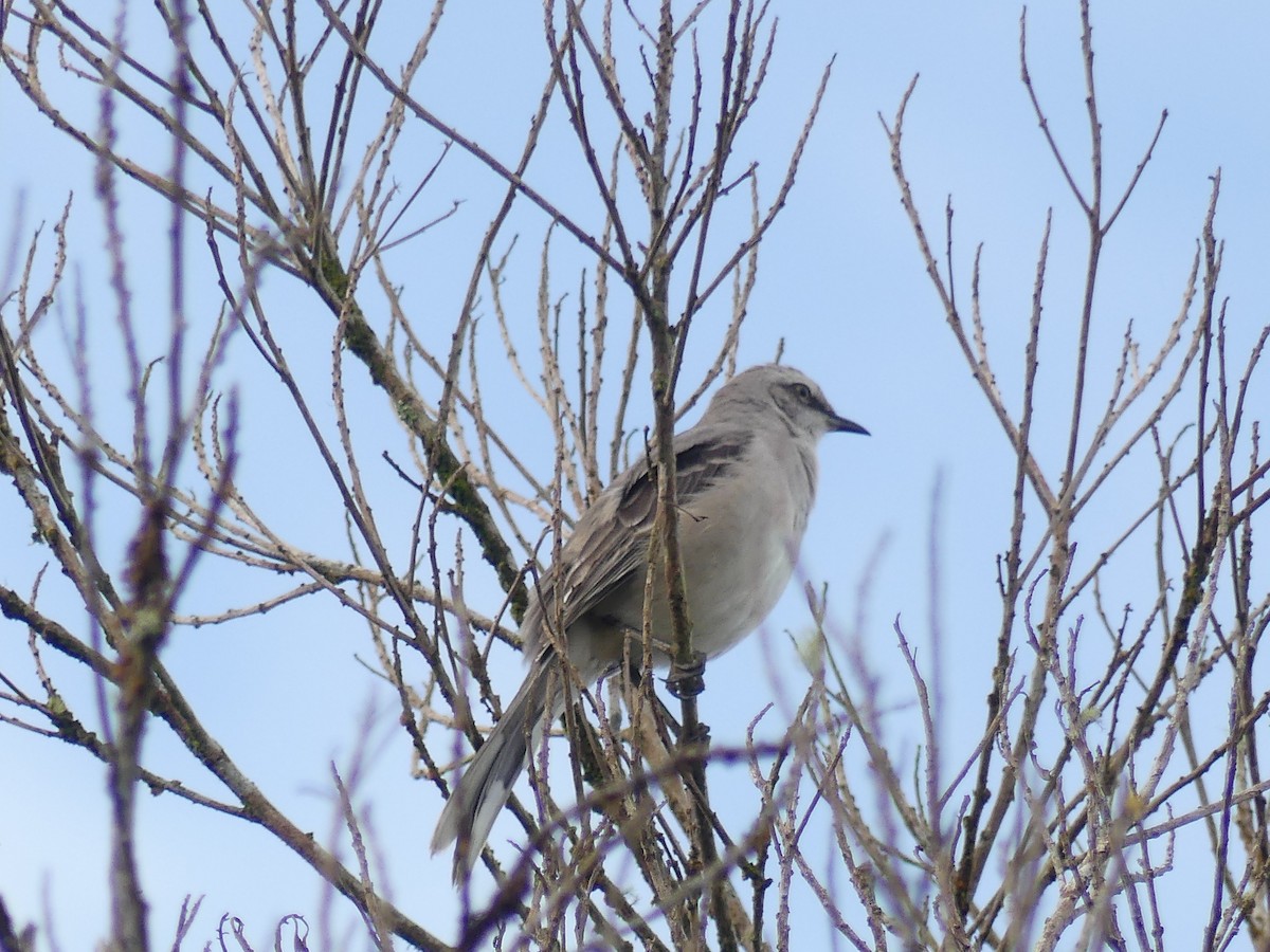 Tropical Mockingbird - ML642324392