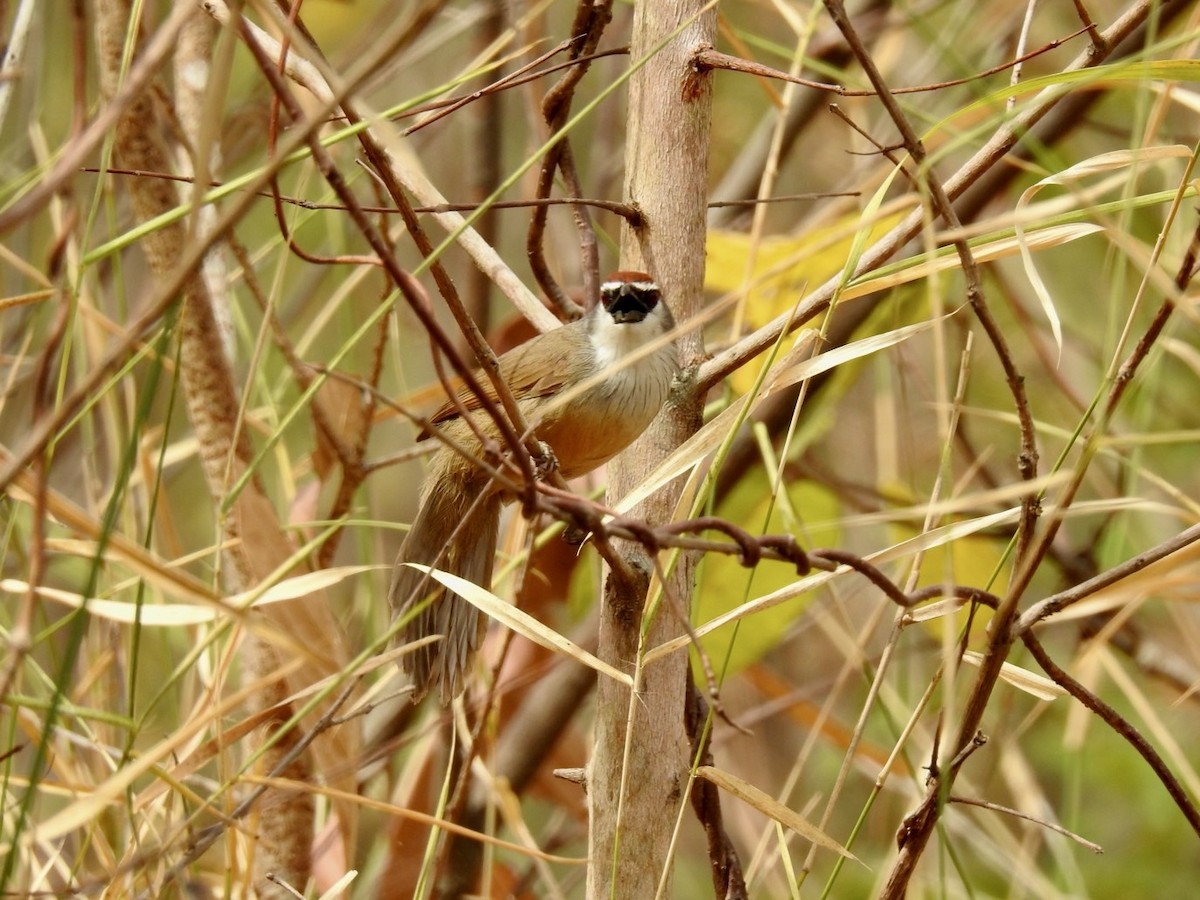 Chestnut-capped Babbler - ML642324400