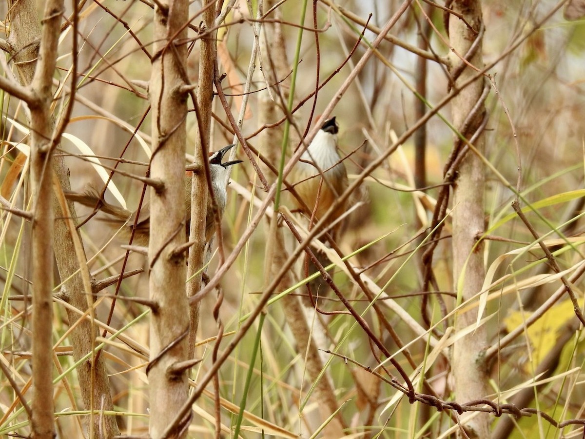 Chestnut-capped Babbler - ML642324401