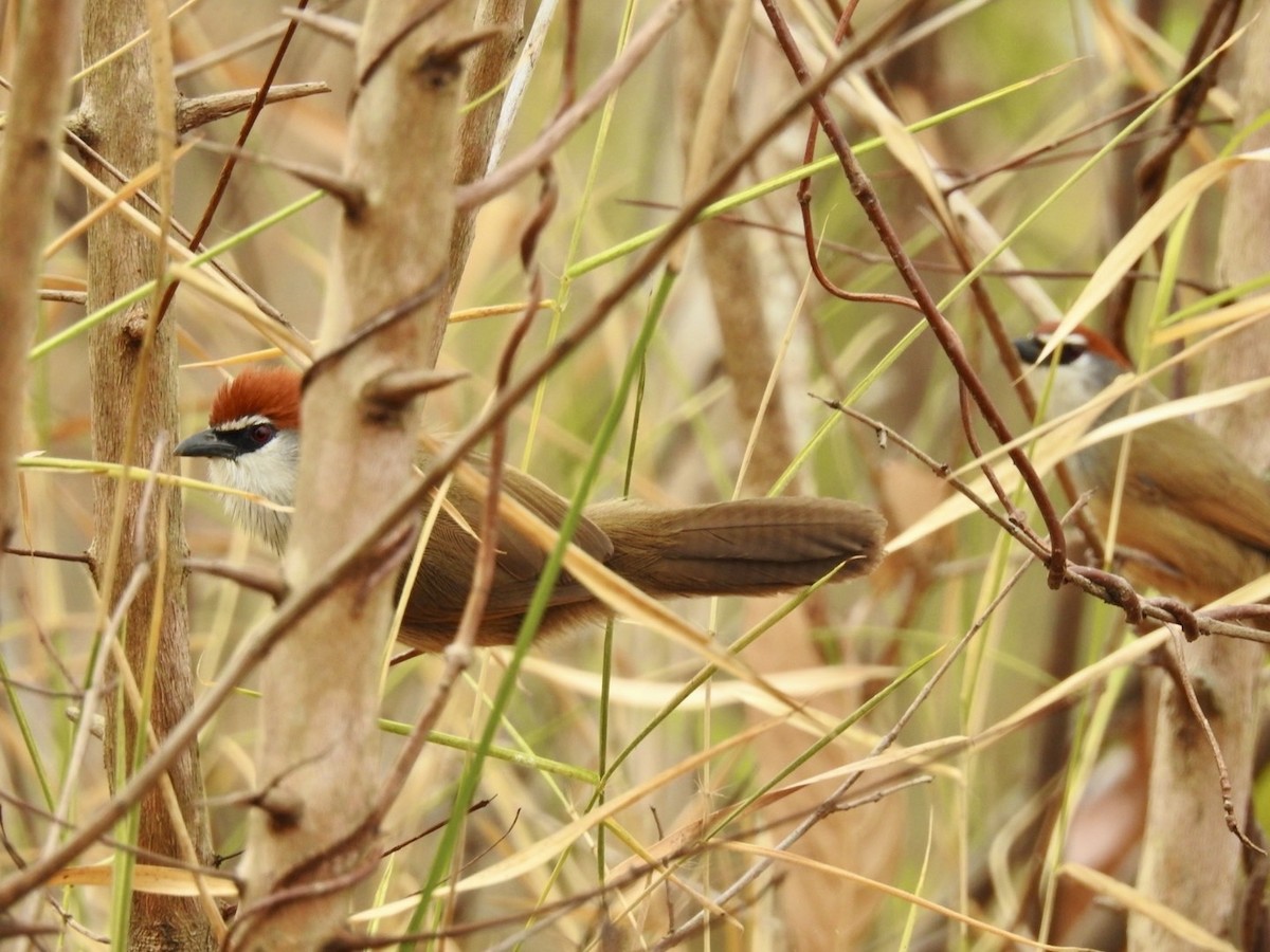 Chestnut-capped Babbler - ML642324402