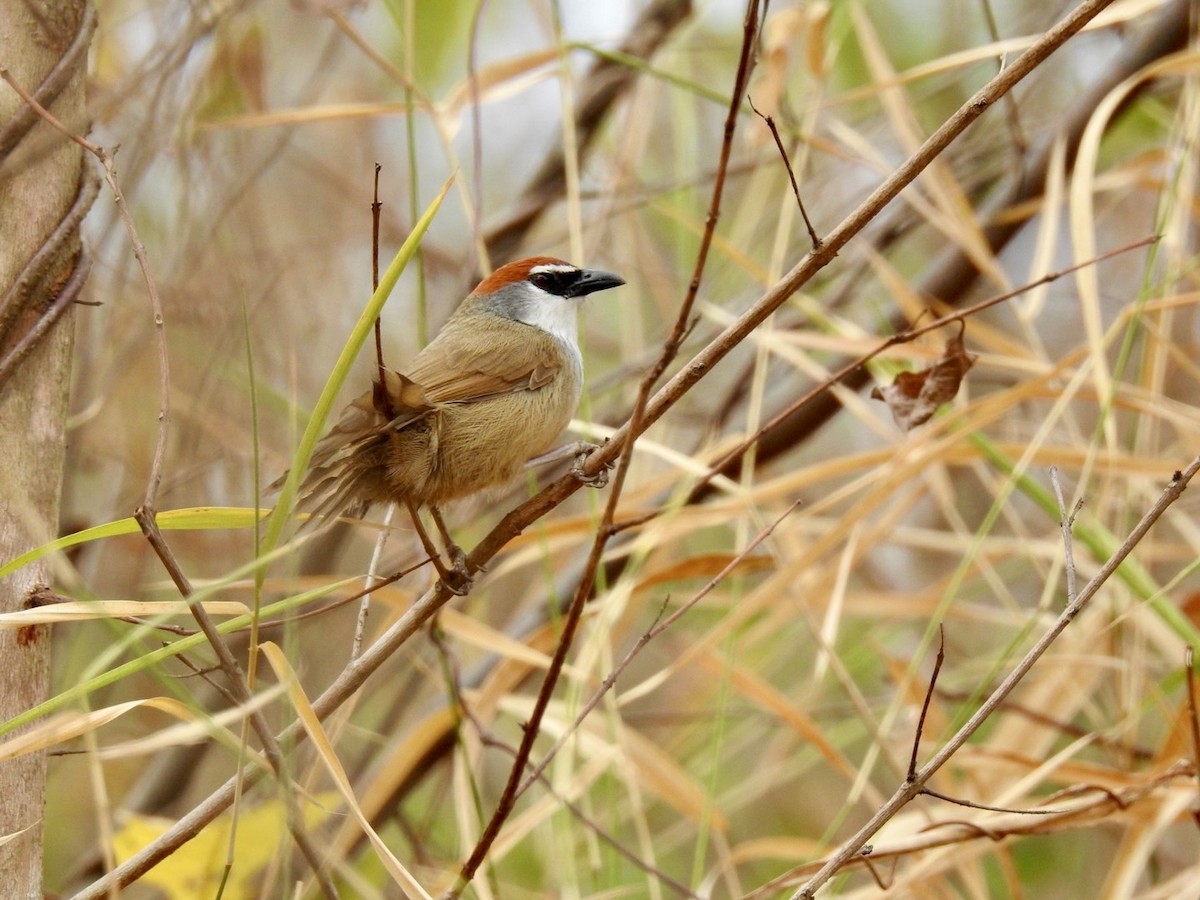 Chestnut-capped Babbler - ML642324403