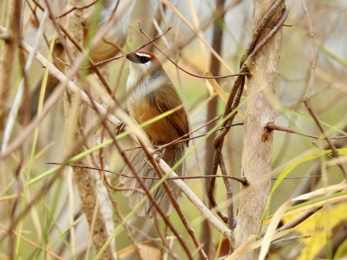 Chestnut-capped Babbler - ML642324404