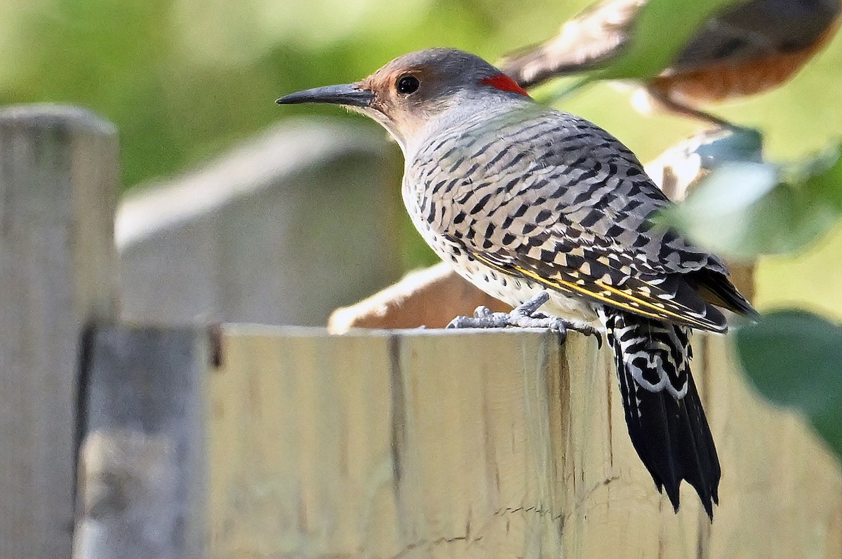 Northern Flicker (Yellow-shafted) - ML642324407