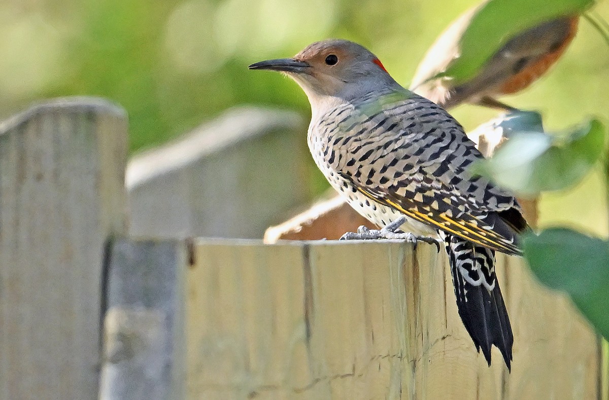 Northern Flicker (Yellow-shafted) - ML642324409