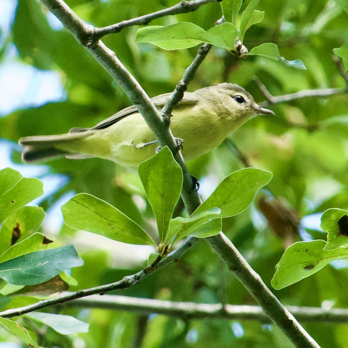 Philadelphia Vireo - ML642324410