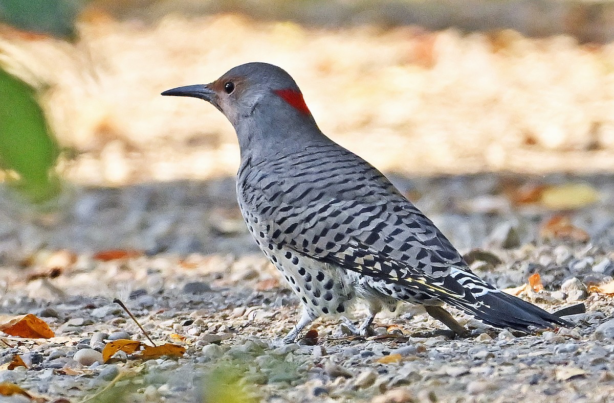Northern Flicker (Yellow-shafted) - ML642324411