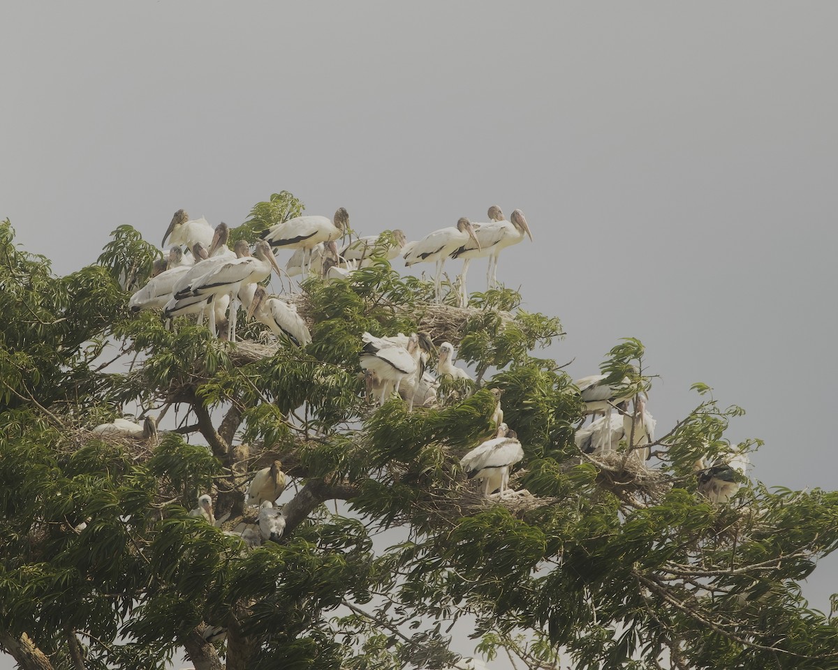 Wood Stork - ML642324412