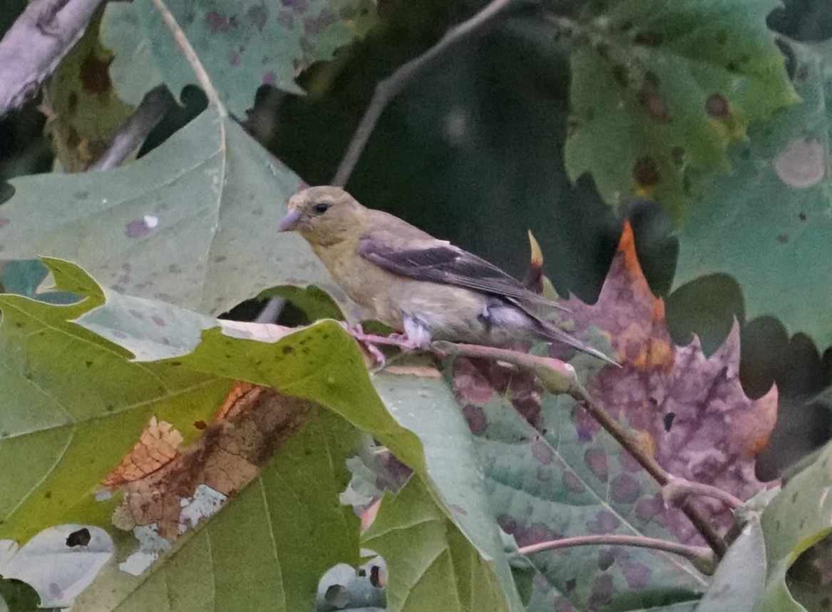 American Goldfinch - ML642324413