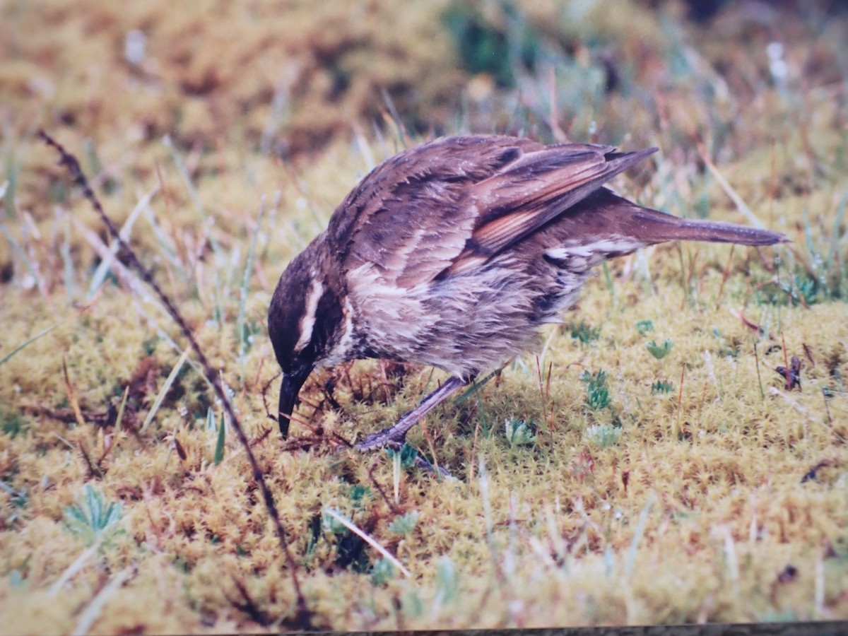 Stout-billed Cinclodes - ML642324414