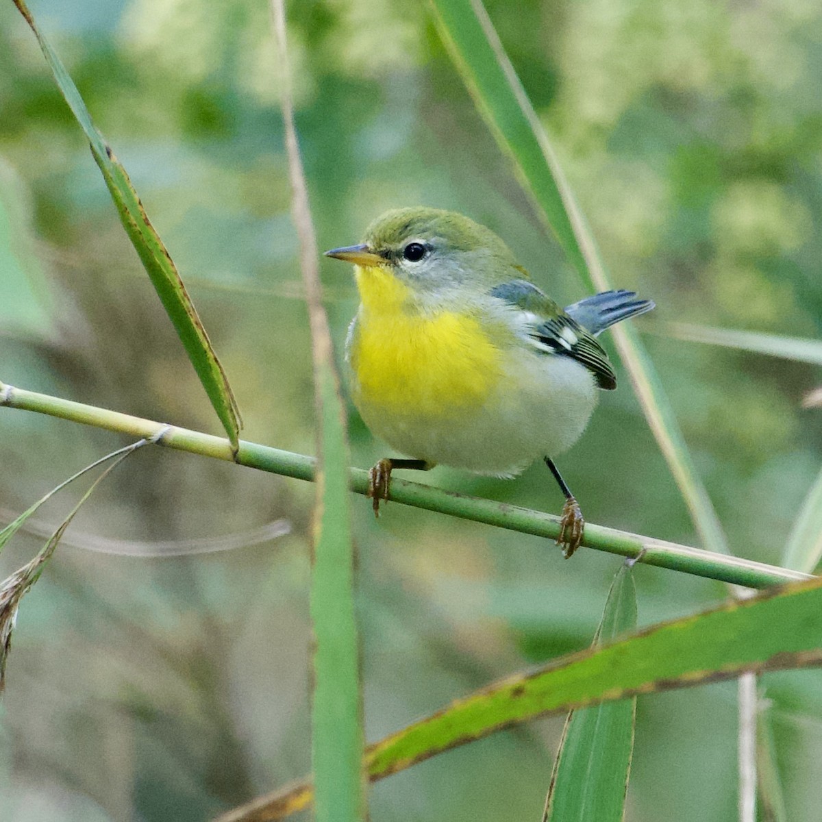 Northern Parula - ML642324467