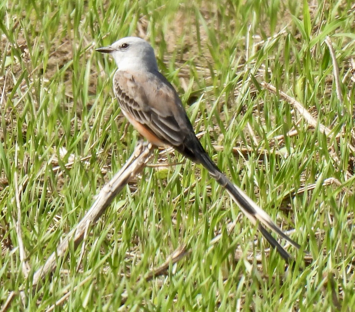 Scissor-tailed Flycatcher - ML642324469
