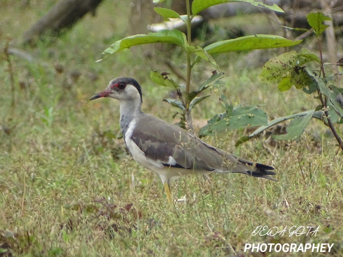 Red-wattled Lapwing - ML642324551