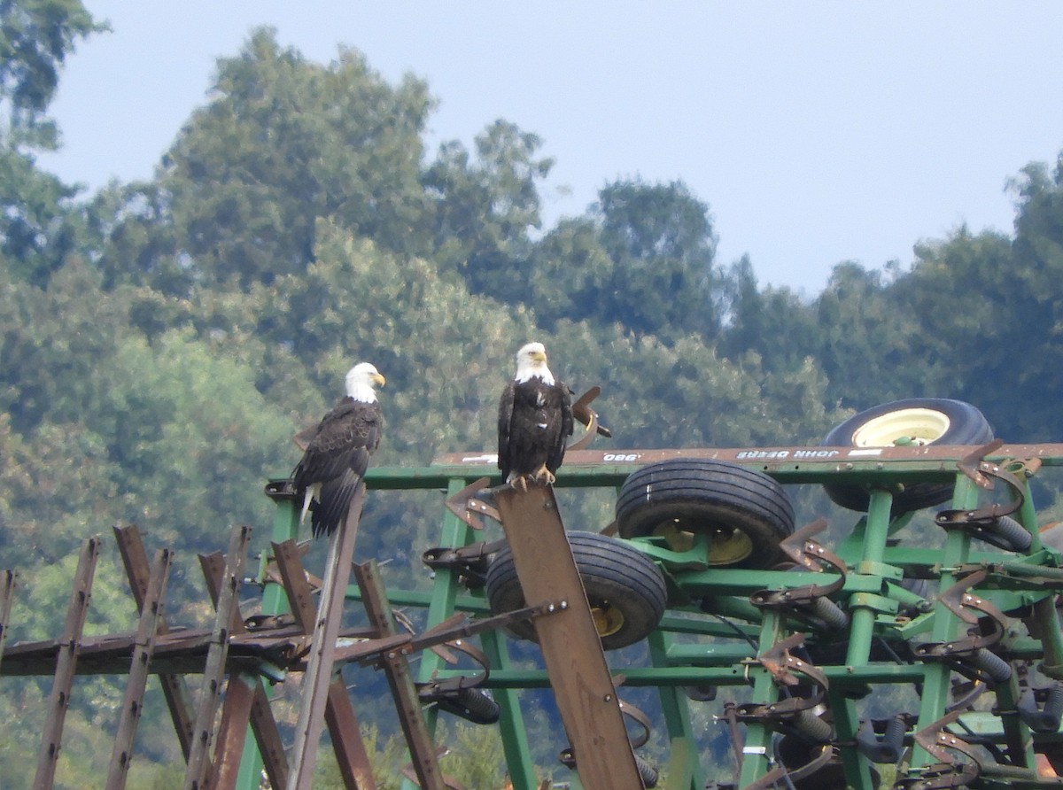 Bald Eagle - ML642324557