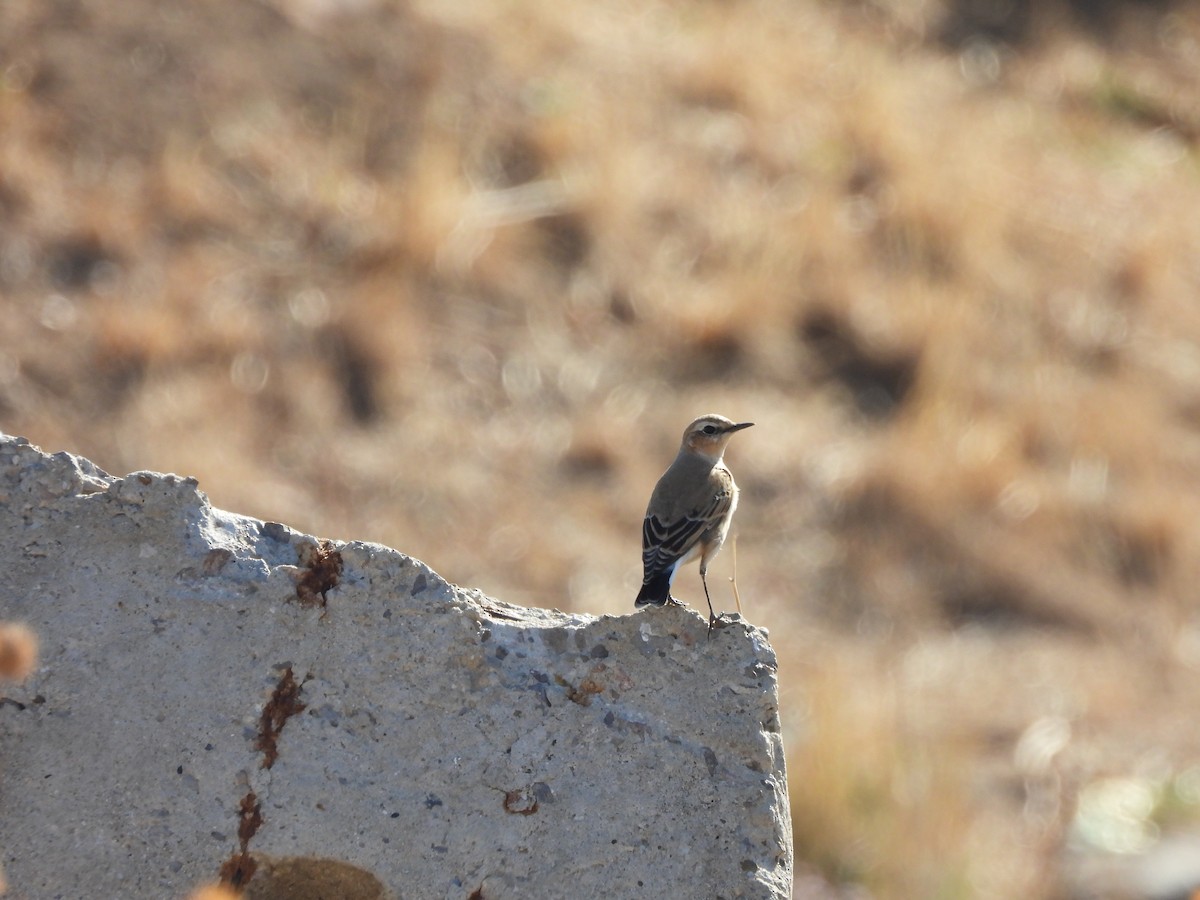 Northern Wheatear - ML642324563