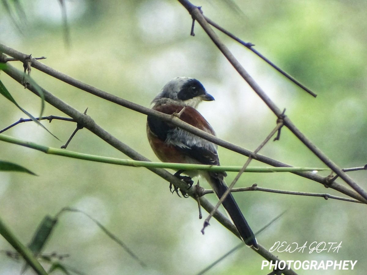 Bay-backed Shrike - ML642324565