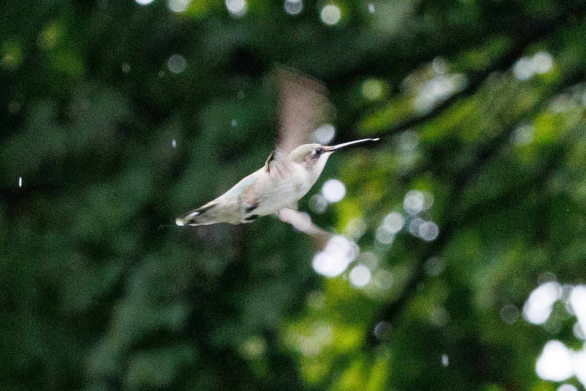 Ruby-throated Hummingbird - ML642324569