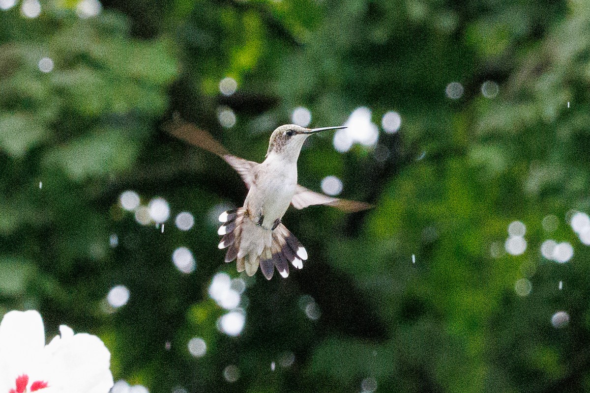 Ruby-throated Hummingbird - ML642324570