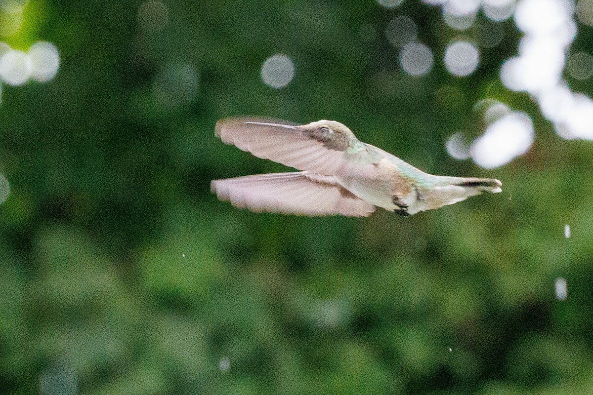 Ruby-throated Hummingbird - ML642324571