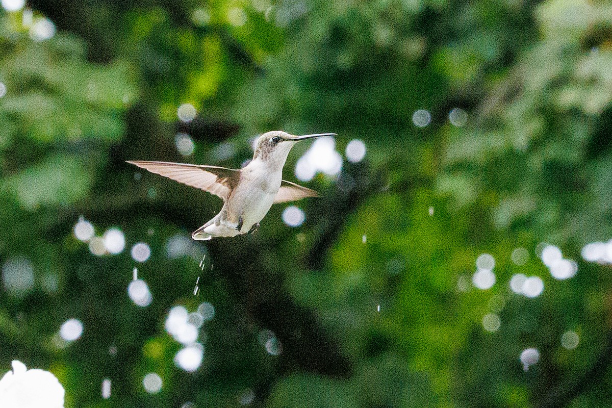 Ruby-throated Hummingbird - ML642324572