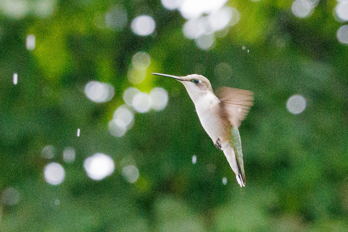Ruby-throated Hummingbird - ML642324573