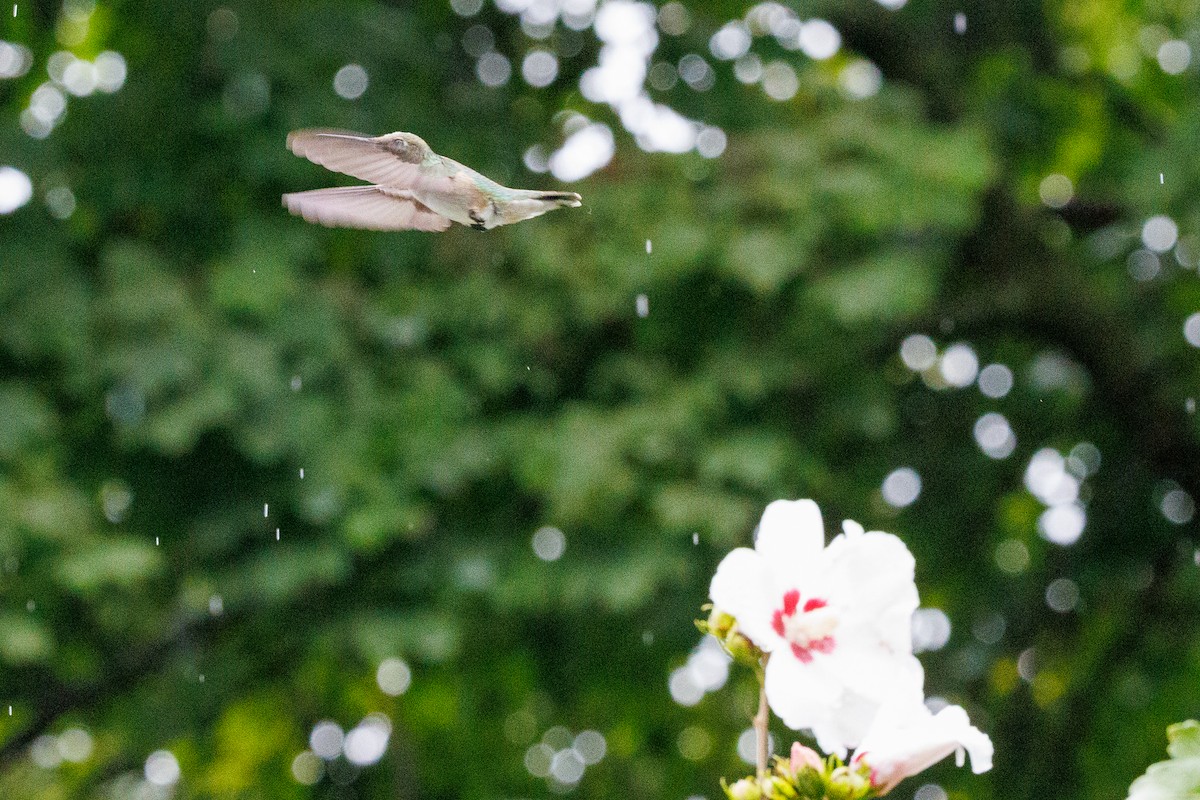 Ruby-throated Hummingbird - ML642324575