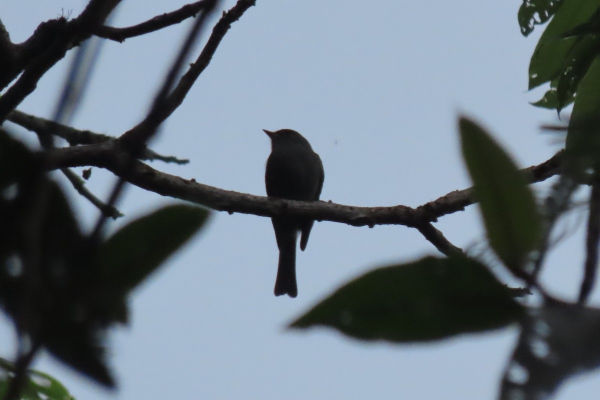 Southern Tropical Pewee - ML642324579